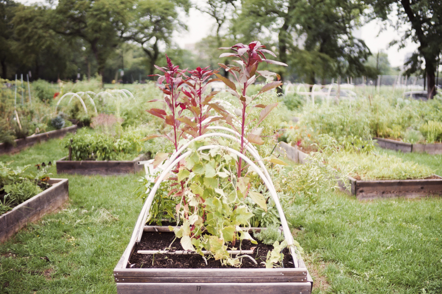 tri-taylor_community_garden-1002